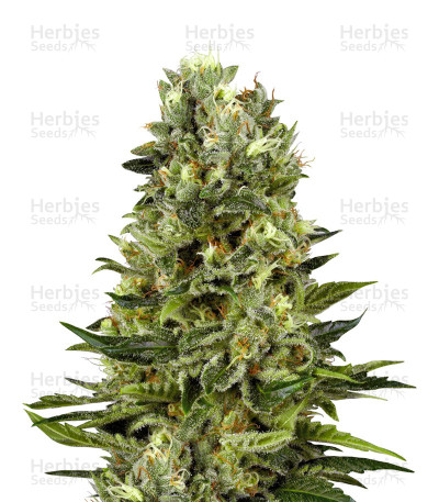 White Thunder — Kera Seeds