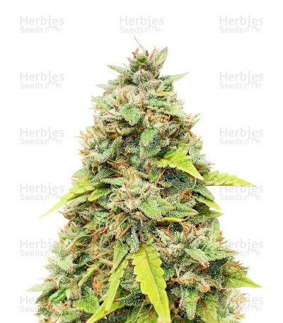 Amnesia Autoflower — Herbies Seeds