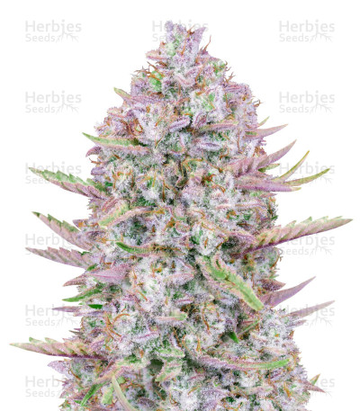Purple Punch