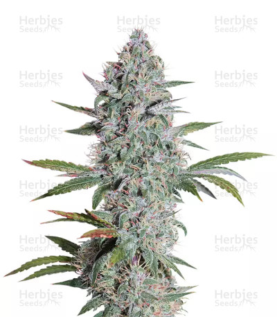 Mango OG Auto — Humboldt Seeds Organization
