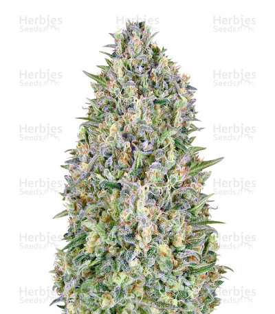 Pineapple Glue Auto