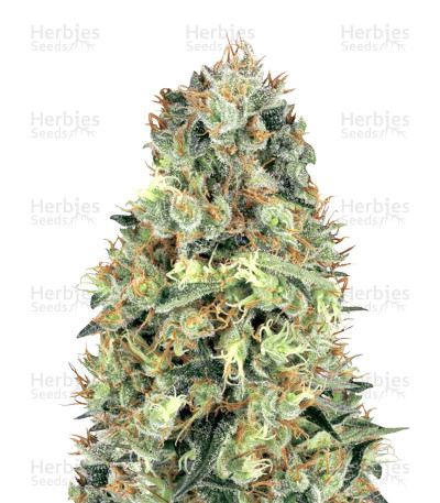 Cali Orange Bud — White Label Seed Company