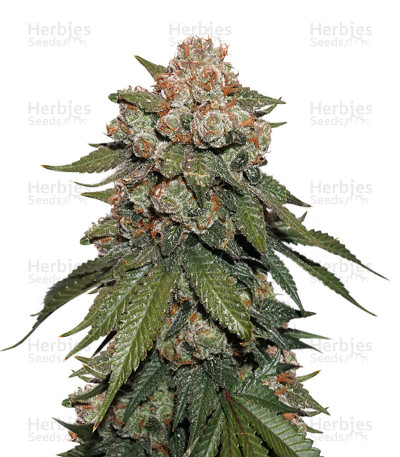Sherbet — Seedstockers
