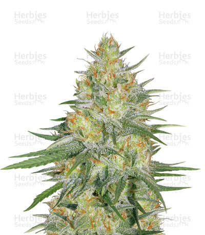 Sweet Cheese XL Auto — Sweet Seeds