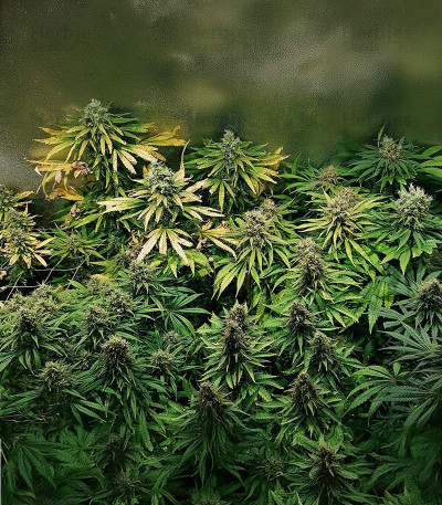 Ghost Train Haze x Pellezino fem cannabis seeds for sale