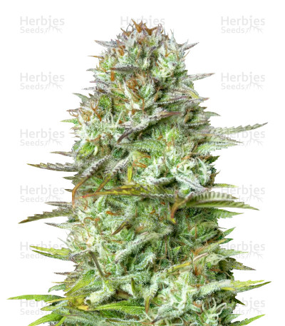 Kosher Cake Auto — Fast Buds