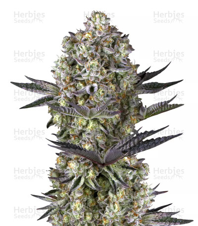 Dos Si Dos 33 — Barney's Farm