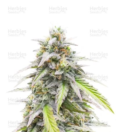 Lemon Cherry Gelato Auto R3 — Ethos Genetics