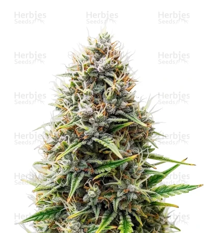 Purple Lemonade Auto
