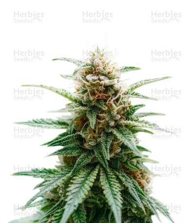Skunk Haze