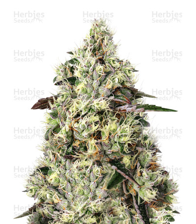 Sweet Gelato Auto — Sweet Seeds