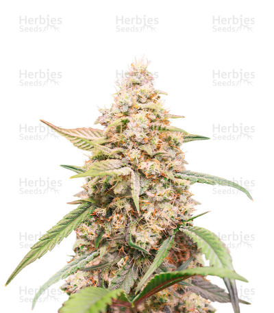 Tropicanna Poison XL Auto — Sweet Seeds