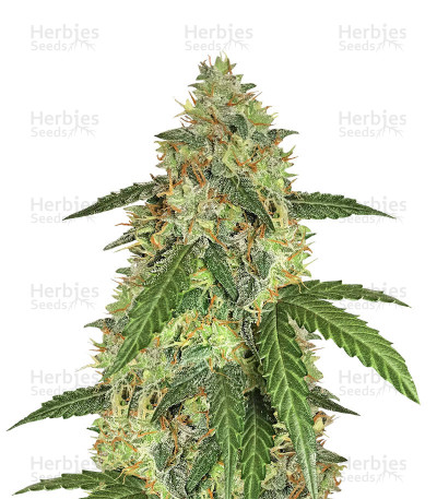 Berry Auto