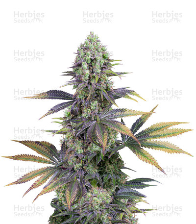 Dinamed CBD — Dinafem Seeds