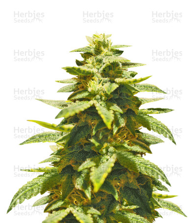 Krippling’s Gelato — Dr Krippling Seeds