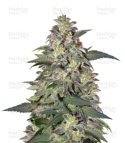 Magic Bud — Paradise Seeds