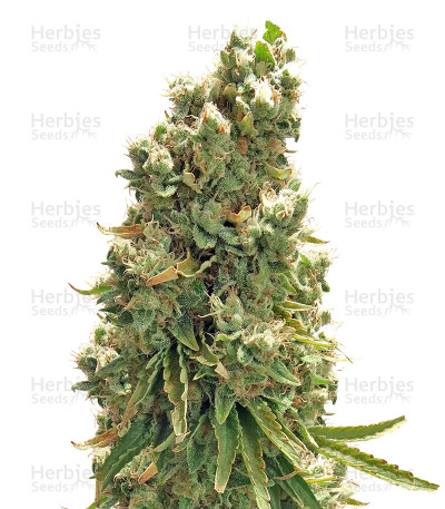 Northern Lights X Skunk
