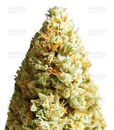 Amnesia Ganja Haze Auto — Sumo Seeds