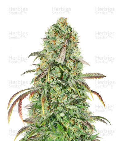 Liberty Haze — Barney's Farm