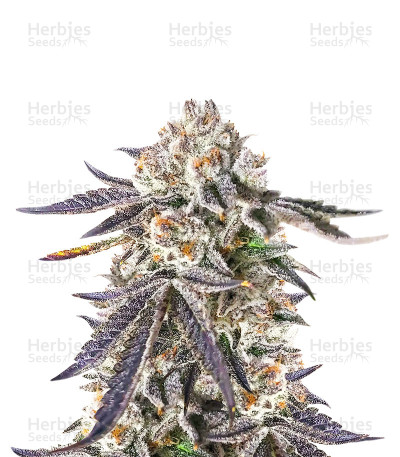 Sour Mac F1