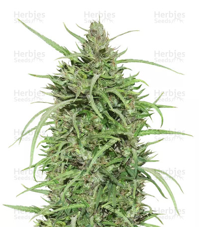 Ethiopian — Ace Seeds