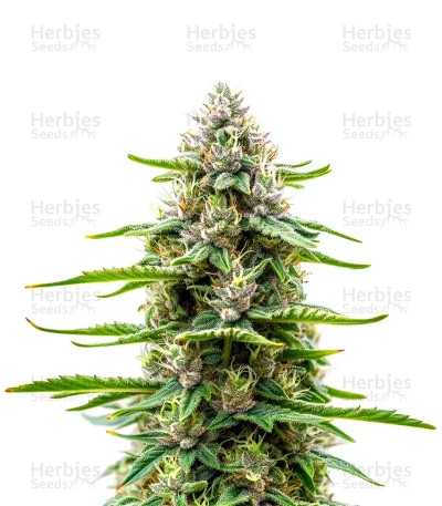 Extraction Dip Sixt — World Wide Cultivars
