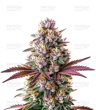 Extraction White Runtz — World Wide Cultivars