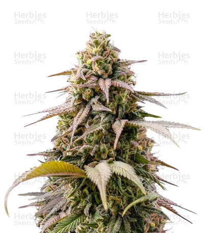 Ice Cream — Growers Choice