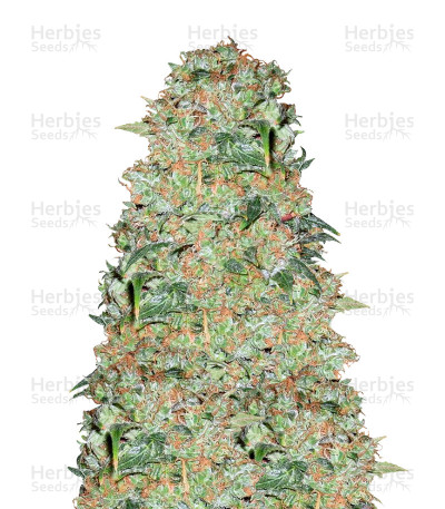Critical Skunk — Mr. Nice Seedbank