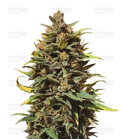 Gigabud Auto