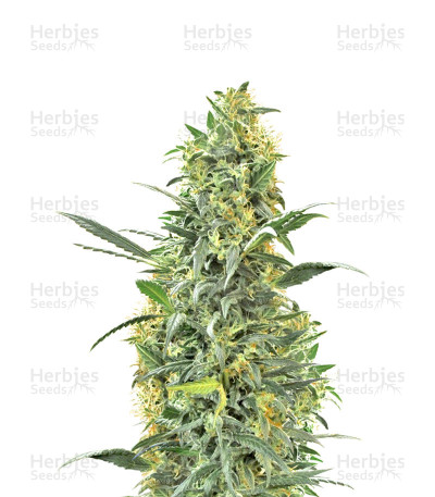 Hindu Kush — Sensi Seeds
