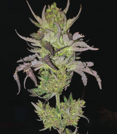 Monster Bruce Banner — Monster Genetics