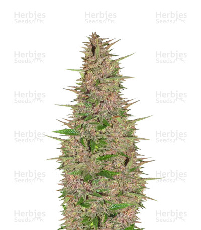 Pakistan Chitral Kush Breeders Pack — Ace Seeds