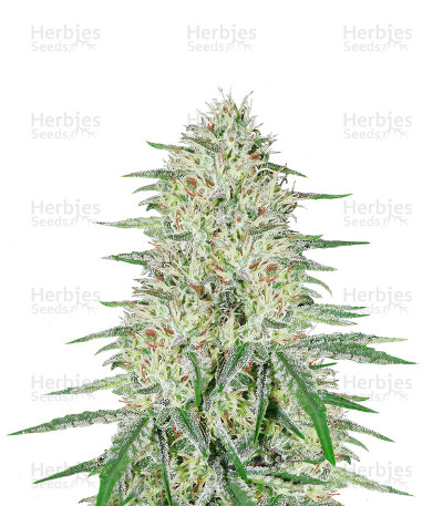 Pennywise — TGA Subcool Seeds (SubCool’s The Dank)
