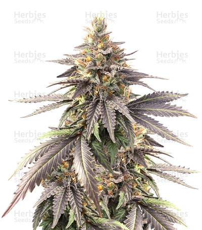 Pure Gelato — Vision Seeds