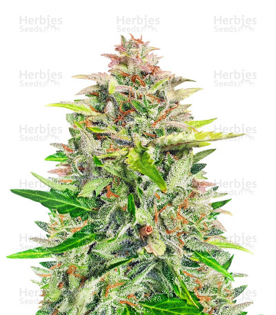 Amnesia Z Auto — Fast Buds