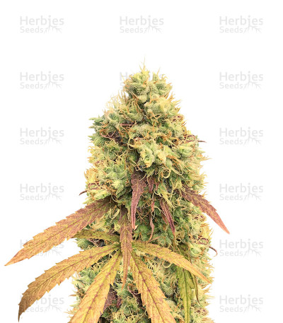 Critical+ 2 Auto