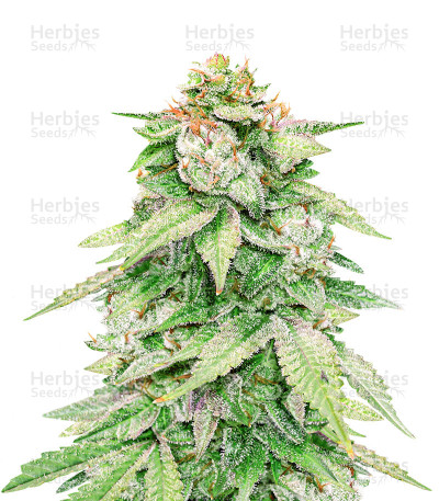 GG#4 Original Glue