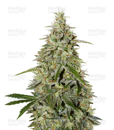 Sour Livers Auto