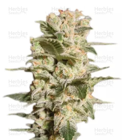Belladonna — Paradise Seeds
