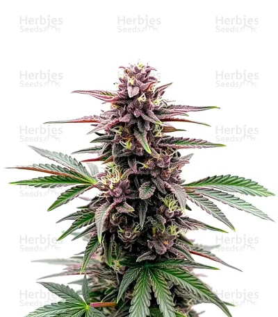 Black Runtz — World Wide Cultivars