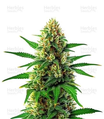 Lemon Tree x Original Z — World Wide Cultivars