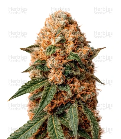 Milky Dreams — Green House Seeds