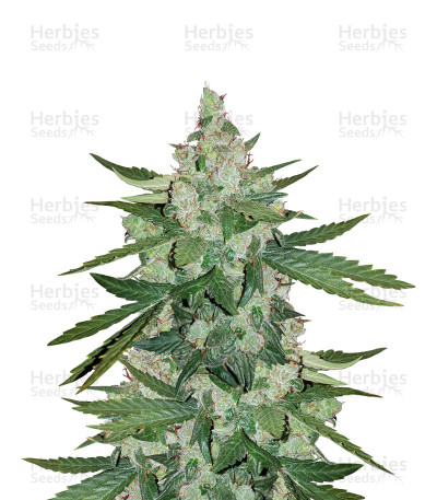 Cheese Auto — Expert Seeds