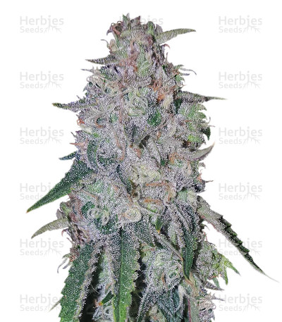 King's Banner — Dark Horse Genetics