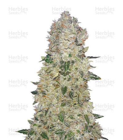 Narcotherapy Auto — Cream of the Crop Seeds
