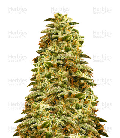 Sherbert Gorilla — Dr Krippling Seeds