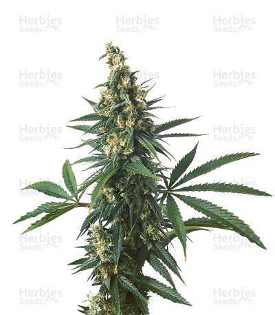 Shiva Shanti — Sensi Seeds
