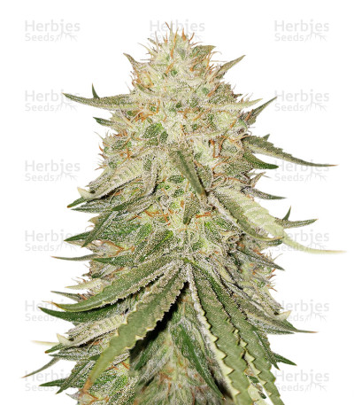 Sour Kosher — DNA Genetics