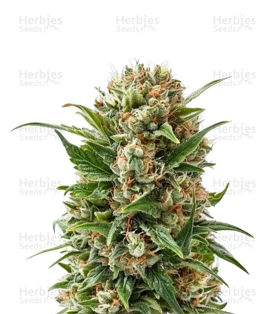 Purple Diesel Auto